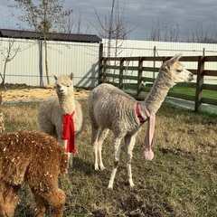 Глэмпинг APPARADISE GLAMPING & SPA, Краснодарский край