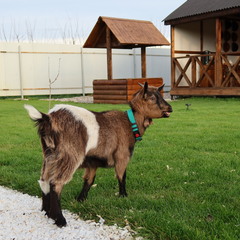 Глэмпинг APPARADISE GLAMPING & SPA, Краснодарский край