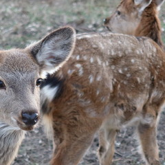 Глэмпинг APPARADISE GLAMPING & SPA, Краснодарский край