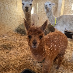 Глэмпинг APPARADISE GLAMPING & SPA, Краснодарский край