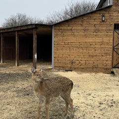 Глэмпинг APPARADISE GLAMPING & SPA, Краснодарский край