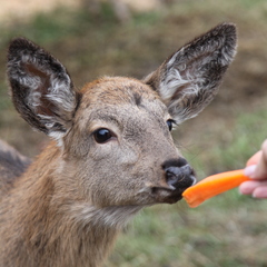 Глэмпинг APPARADISE GLAMPING & SPA, Краснодарский край