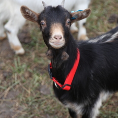 Глэмпинг APPARADISE GLAMPING & SPA, Краснодарский край