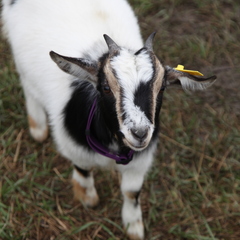 Глэмпинг APPARADISE GLAMPING & SPA, Краснодарский край