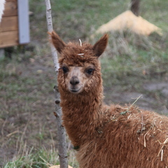 Глэмпинг APPARADISE GLAMPING & SPA, Краснодарский край