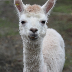 Глэмпинг APPARADISE GLAMPING & SPA, Краснодарский край