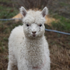 Глэмпинг APPARADISE GLAMPING & SPA, Краснодарский край