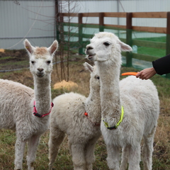 Глэмпинг APPARADISE GLAMPING & SPA, Краснодарский край