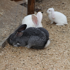 Глэмпинг APPARADISE GLAMPING & SPA, Краснодарский край