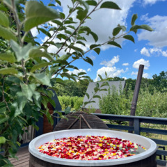 Глэмпинг APPARADISE GLAMPING & SPA, Краснодарский край