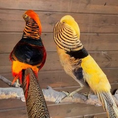 База отдыха Пан Фазан, Всеволожский район, Ленинградская область