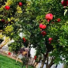 База отдыха Grand Villa 05, Республика Дагестан