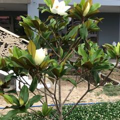 База отдыха Grand Villa 05, Республика Дагестан