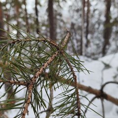 Загородный комплекс Аракуль, Челябинская область