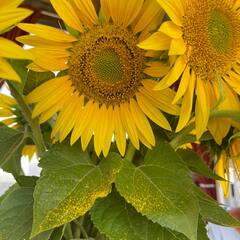 Усадьба Гусли, Алтайский край