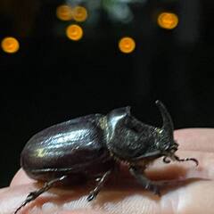 Усадьба Гусли, Алтайский край