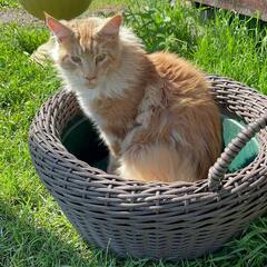 Усадьба Гусли, Алтайский край