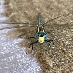 Усадьба Гусли, Алтайский край