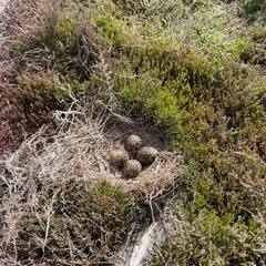 Усадьба Гусли, Алтайский край