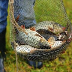Гостевой дом Семейная усадьба, Астраханская область
