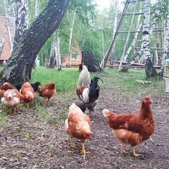 Эко-комплекс Веселая ферма, Омская область