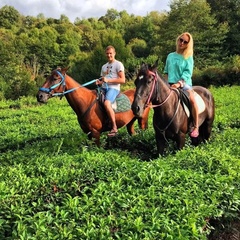 Глэмпинг Южный Вайб Древо, Краснодарский край
