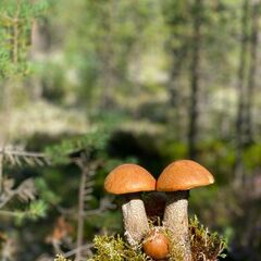 Гостевой дом Дикая Клюква, Республика Карелия