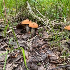 Гостевой дом Дикая Клюква, Республика Карелия