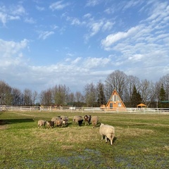 Глэмпинг ЭкоФерма Федчино, Московская область