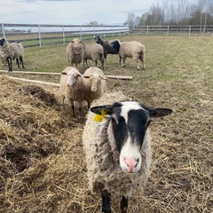 Глэмпинг ЭкоФерма Федчино, Московская область