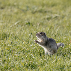Глэмпинг Алтерия, Республика Алтай