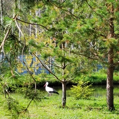 Эко-комплекс Святобор, Брянская область