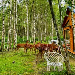 Агротуристический комплекс Оленья ферма Бэмби Лэнд, Московская область