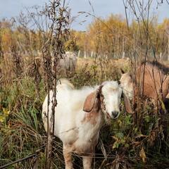 Агротуристический комплекс Оленья ферма Бэмби Лэнд, Московская область