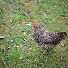 Агротуристический комплекс Оленья ферма Бэмби Лэнд, Московская область