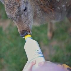 Агротуристический комплекс Оленья ферма Бэмби Лэнд, Московская область