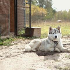 Агротуристический комплекс Оленья ферма Бэмби Лэнд, Московская область