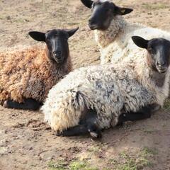 Агротуристический комплекс Оленья ферма Бэмби Лэнд, Московская область