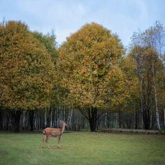 Агротуристический комплекс Оленья ферма Бэмби Лэнд, Московская область