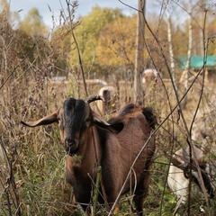 Агротуристический комплекс Оленья ферма Бэмби Лэнд, Московская область