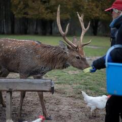 Агротуристический комплекс Оленья ферма Бэмби Лэнд, Московская область