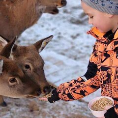 Агротуристический комплекс Оленья ферма Бэмби Лэнд, Московская область
