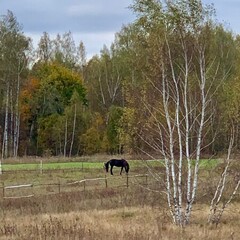 Глэмпинг Козы да Берёзы, Серпухов, Московская область