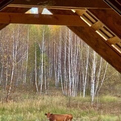 Глэмпинг Козы да Берёзы, Серпухов, Московская область