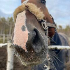 Глэмпинг Козы да Берёзы, Серпухов, Московская область