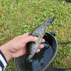 Эко-отель Мандарин, Московская область