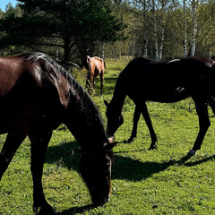 Глэмпинг Дача, Нижегородская область