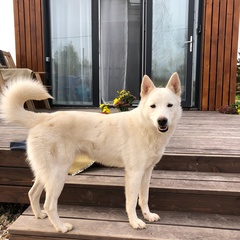 Глэмпинг Sheluha house Уютный Tiny House с мансардным окном, Московская область