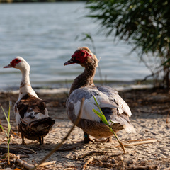 Усадьба Фазаново, Ростовская область