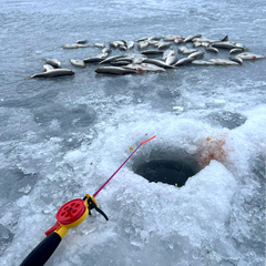 Усадьба Фазаново, Ростовская область
